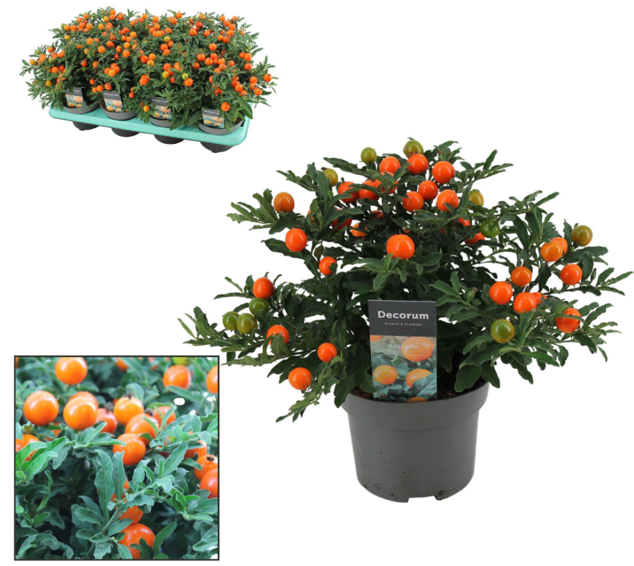 Plants Solanum Pseudocapsicum P13 Decorum multicolor 26 A1 Decorum Netherlands comprar al por mayor en M-Flowers