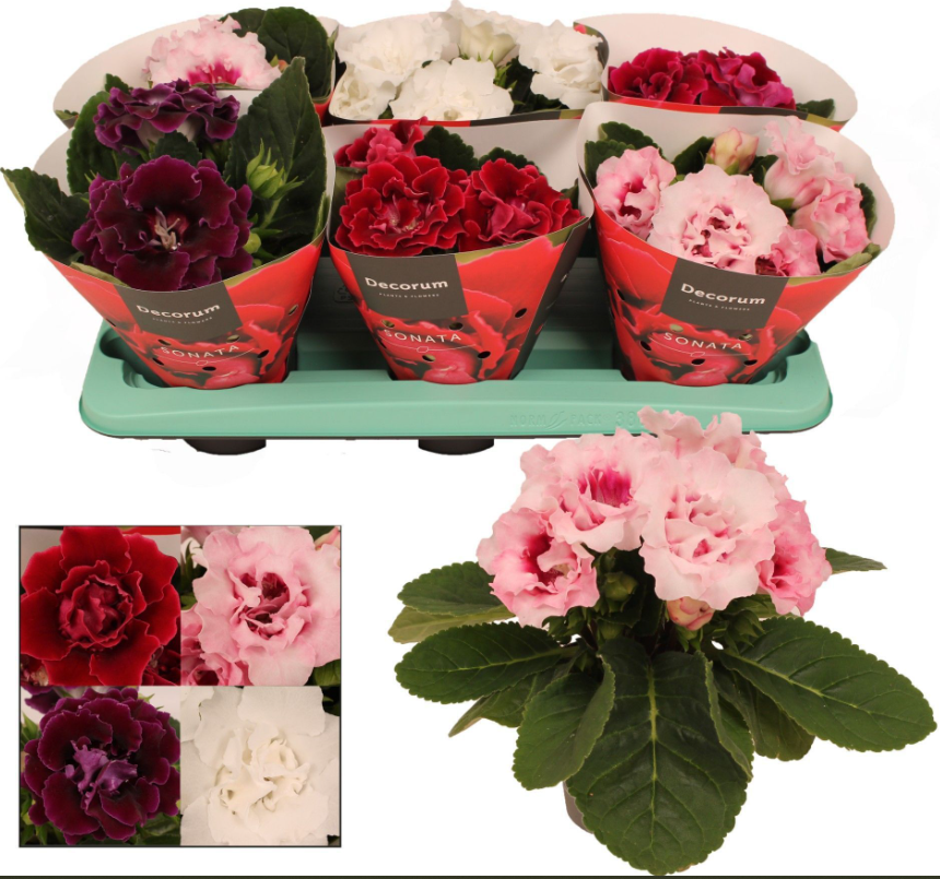 Plants Gloxinia Sonata mix13 cm 28 A1 Decorum NL buy wholesale on M-Flowers