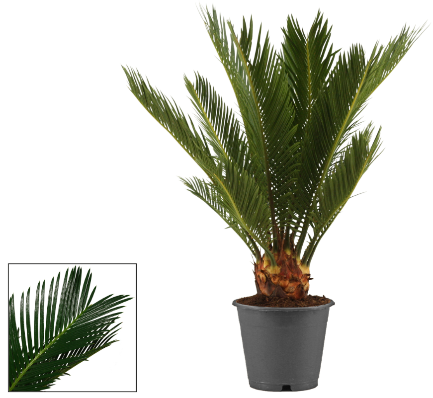 Plants Cycas revoluta12 cm (Decorum) 35 A1 Decorum NL buy wholesale on M-Flowers