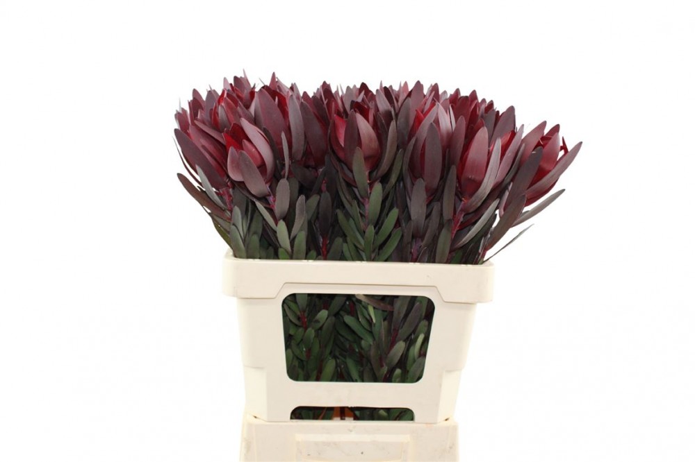 Groen Leucadendron Safari Sunset red 60 A1 Best Greens Netherlands buy wholesale on M-Flowers