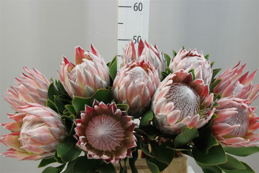 Groen Protea Cynaroides multicolor 50 A1 Best Greens Netherlands buy wholesale on M-Flowers