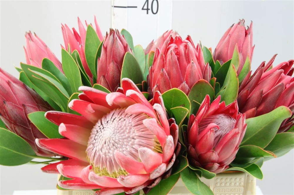 Groen Protea Madiba multicolor 50 A1 Best Greens Netherlands buy wholesale on M-Flowers