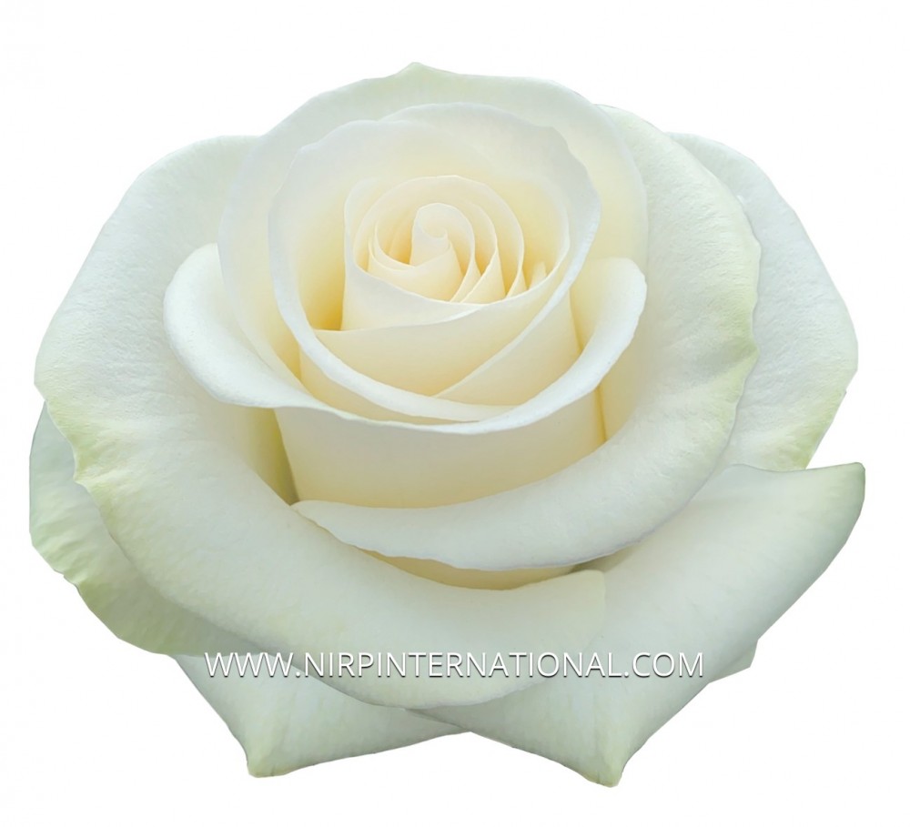 Rose SNOW BALLET white 40 A1 Florecal Ecuador comprar al por mayor en M-Flowers