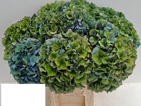 Hydrangea Royal Parade (classic) 50 A1 Pico Bello NL buy wholesale on M-Flowers