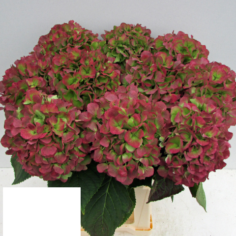 Hydrangea Verena (classic) rood-groen 60 A1 Pico Bello NL buy wholesale on M-Flowers