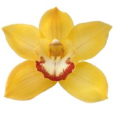 Cymb SUNGOLD 80 A1 Decorum NL buy wholesale on M-Flowers