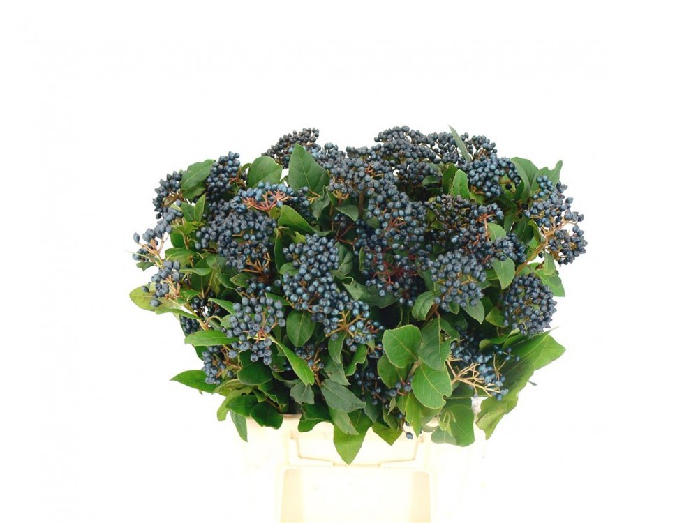 Groen Staalbes 50 A1 Best Greens NL buy wholesale on M-Flowers