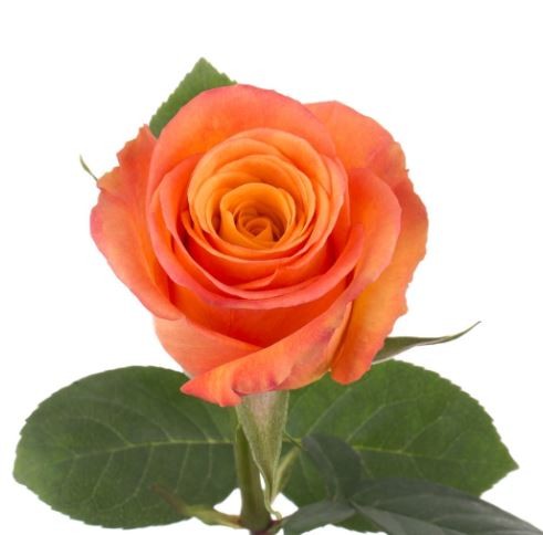 Rose sweet fragrance 60 A1 QUALIFERUS RU buy wholesale on M-Flowers