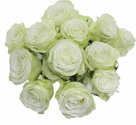 Garden Spray Rose polar sensation 40 A1 SHALIMAR FLOWERS (KENYA) LTD KE купить оптом на M-Flowers
