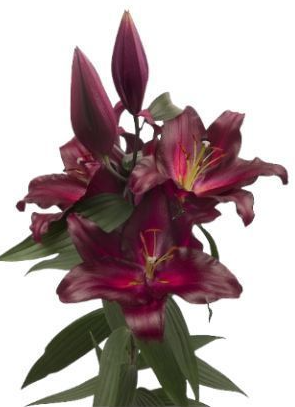 Li Or AVINGER 4+ 100 A1 Decorum NL buy wholesale on M-Flowers