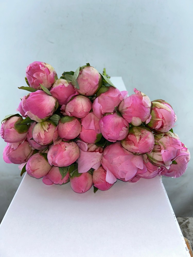 Peonies Mrs. Franklin D. Rooseve pink 55 A1 My Peony Netherlands comprar al por mayor en M-Flowers