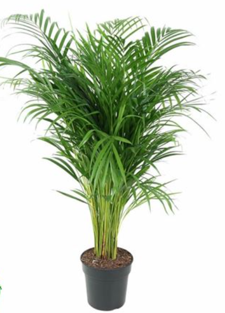 Plants Dypsis Lutescens21 40 A1 EFT NL buy wholesale on M-Flowers