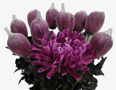 Chr G Antonov Dark Cherry 70 A1 Vannova NL buy wholesale on M-Flowers