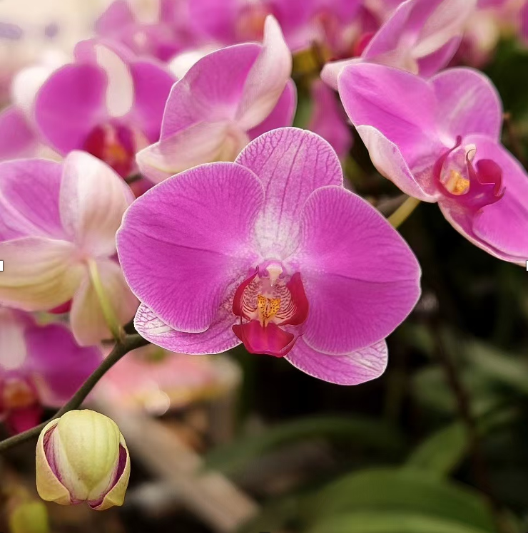 Plants Phal 1st JY-DAHUA-4 65 A1 QUALIFERUS RU buy wholesale on M-Flowers