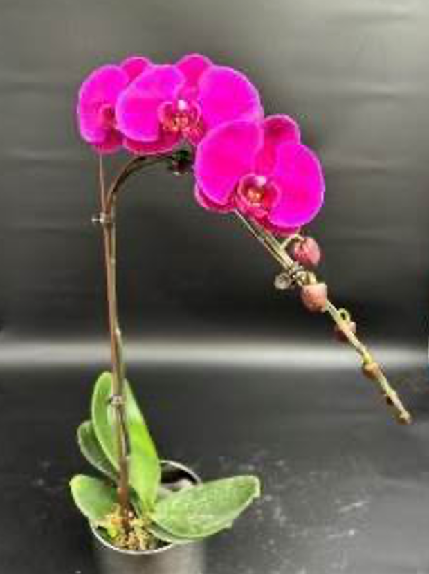 Plants Phal 1st TY-001 55 A1 QUALIFERUS RU buy wholesale on M-Flowers