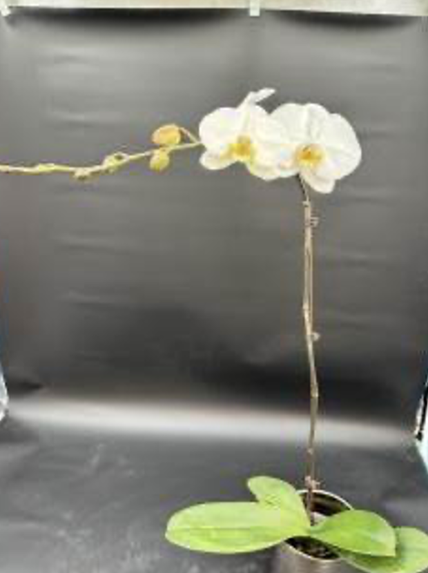 Plants Phal 1st TY-003 50 A1 QUALIFERUS RU buy wholesale on M-Flowers