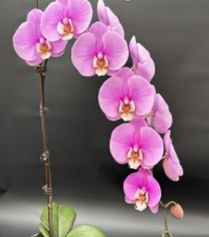 Plants Phal 1st TY-005 55 A1 QUALIFERUS RU comprar al por mayor en M-Flowers