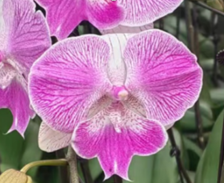 Plants Phal 1st TY-008 55 A1 QUALIFERUS RU comprar al por mayor en M-Flowers