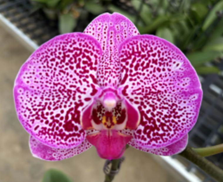 Plants Phal 1st TY-011 55 A1 QUALIFERUS RU comprar al por mayor en M-Flowers