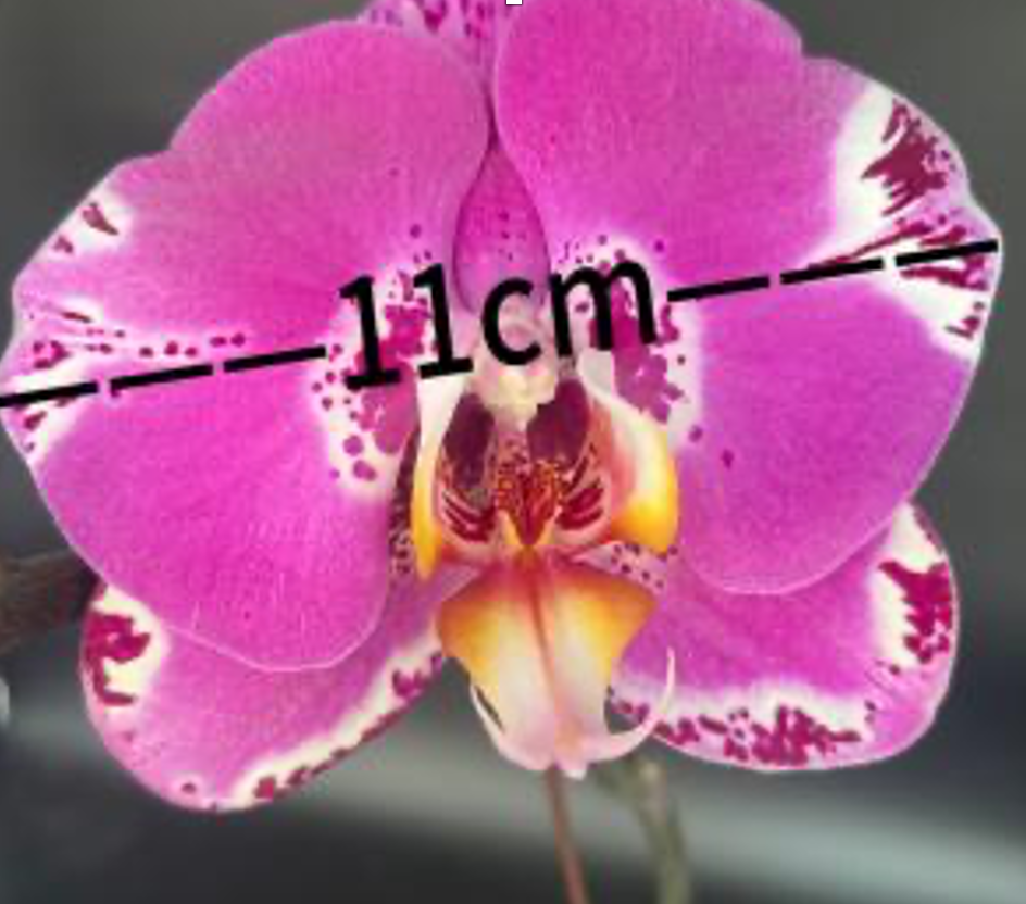 Plants Phal 1st TY-014 55 A1 QUALIFERUS RU buy wholesale on M-Flowers