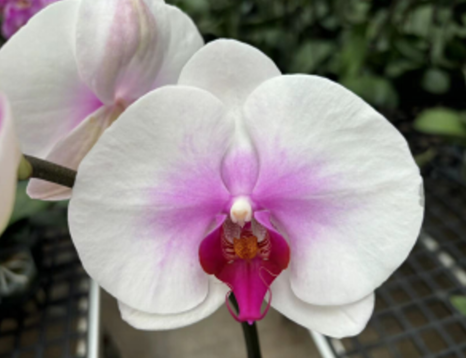 Plants Phal 1st TY-016 50 A1 QUALIFERUS RU buy wholesale on M-Flowers