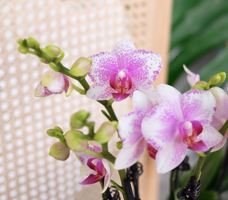 Plants Phal 3st JY-AIZHU-04 40 A1 QUALIFERUS RU buy wholesale on M-Flowers