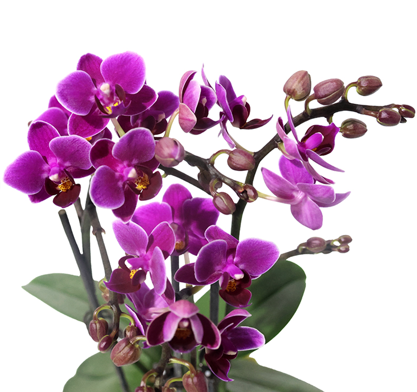 Plants Phal 3st JY-AIZHU-05 25 A1 QUALIFERUS RU buy wholesale on M-Flowers