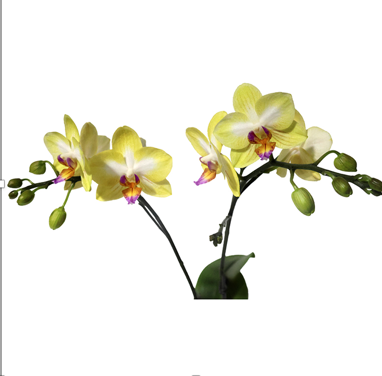 Plants Phal 3st JY-AIZHU-12 35 A1 QUALIFERUS RU buy wholesale on M-Flowers