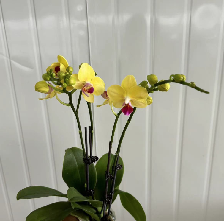 Plants Phal 3st JY-AIZHU-25 45 A1 QUALIFERUS RU buy wholesale on M-Flowers