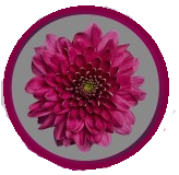 Chr t FABIENNE PURPLE purple 70 A1 Zentoo Netherlands buy wholesale on M-Flowers