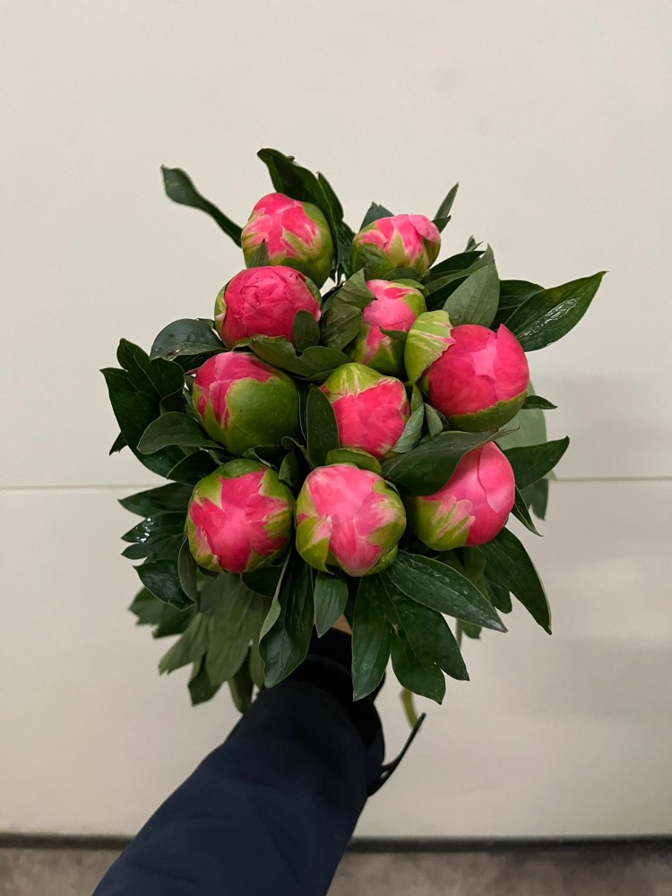 Peonies Pink Hawaiian Coral 60 A1 Groot & groot NL buy wholesale on M-Flowers