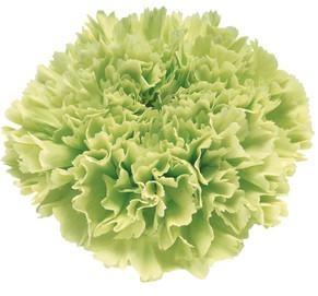 Carnation Goblin green 60 A1 GOLDEN TULIP FARMS LTD Kenya buy wholesale on M-Flowers