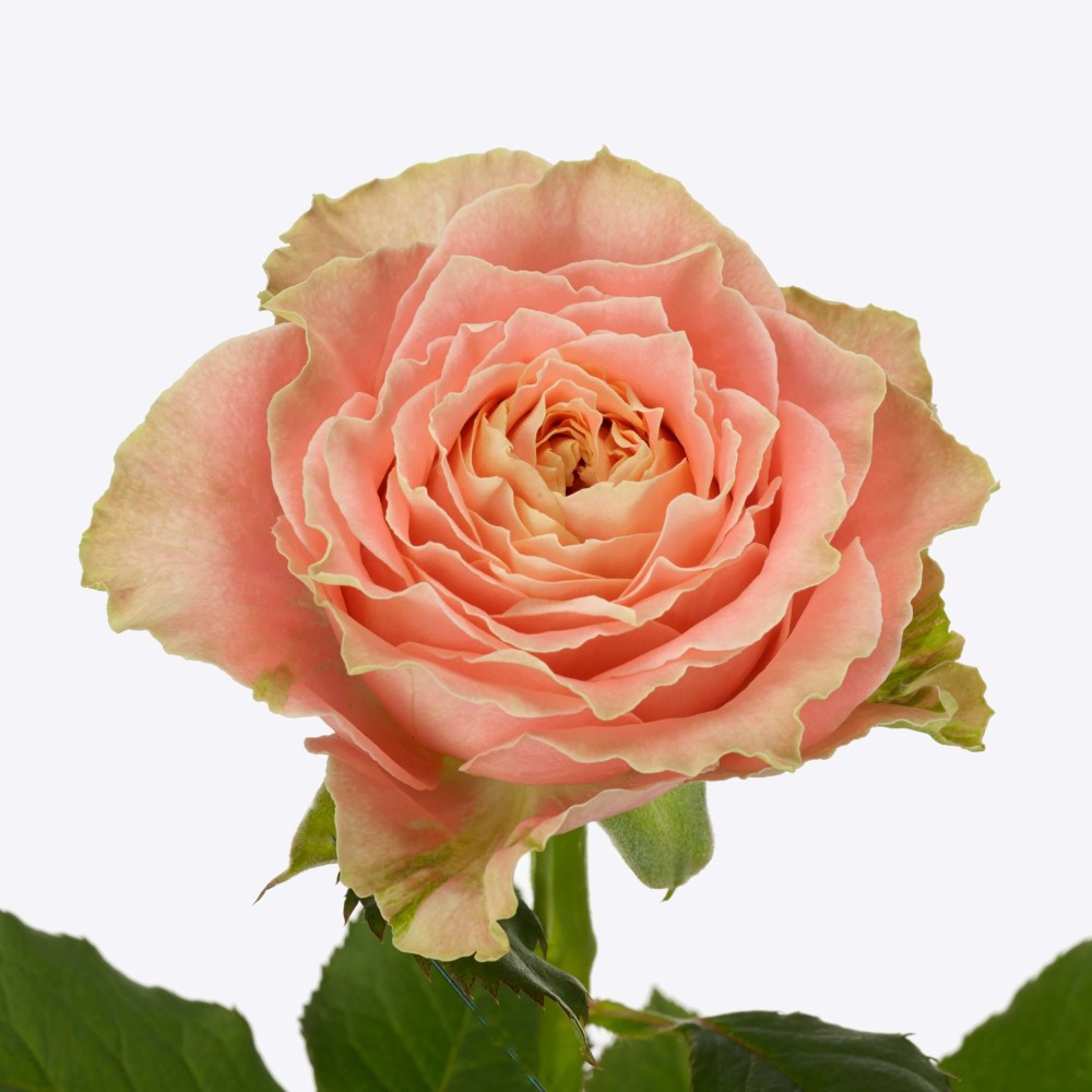 Rose COUNTRY LOUISE peach 40 A1 Rose COUNTRY LOUISE 40 A1 Flower Village EC buy wholesale on M-Flowers