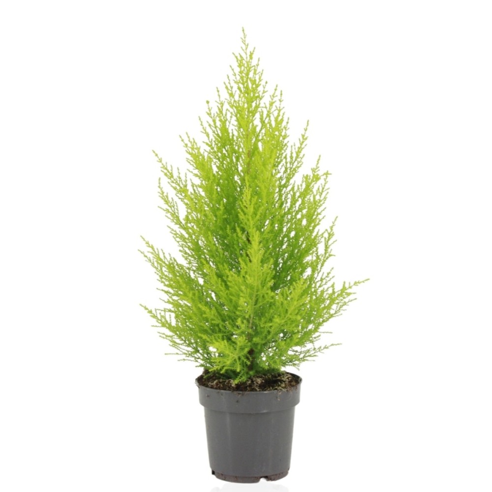 Plants Cupressus macr. Goldcrest Wilma14 10 A1 EFT NL buy wholesale on M-Flowers