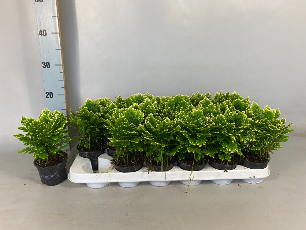 Plants Selaginella martensii 'Jori'9 9 A1 EFT NL buy wholesale on M-Flowers