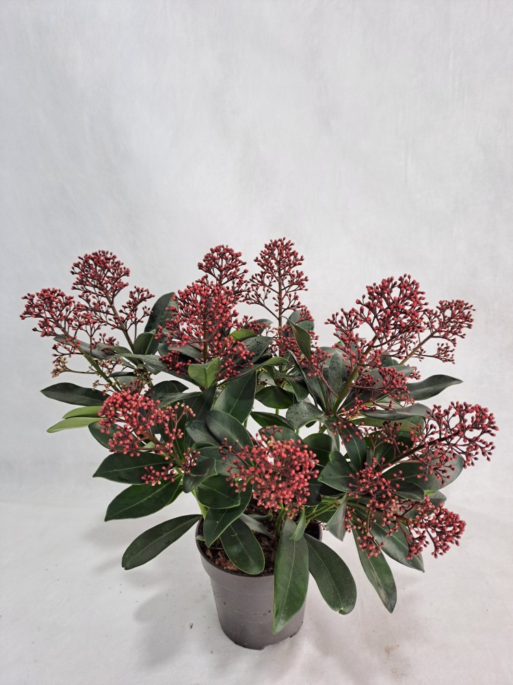 Plants Skimmia jap. 'Rubella'12 12 A1 EFT NL buy wholesale on M-Flowers