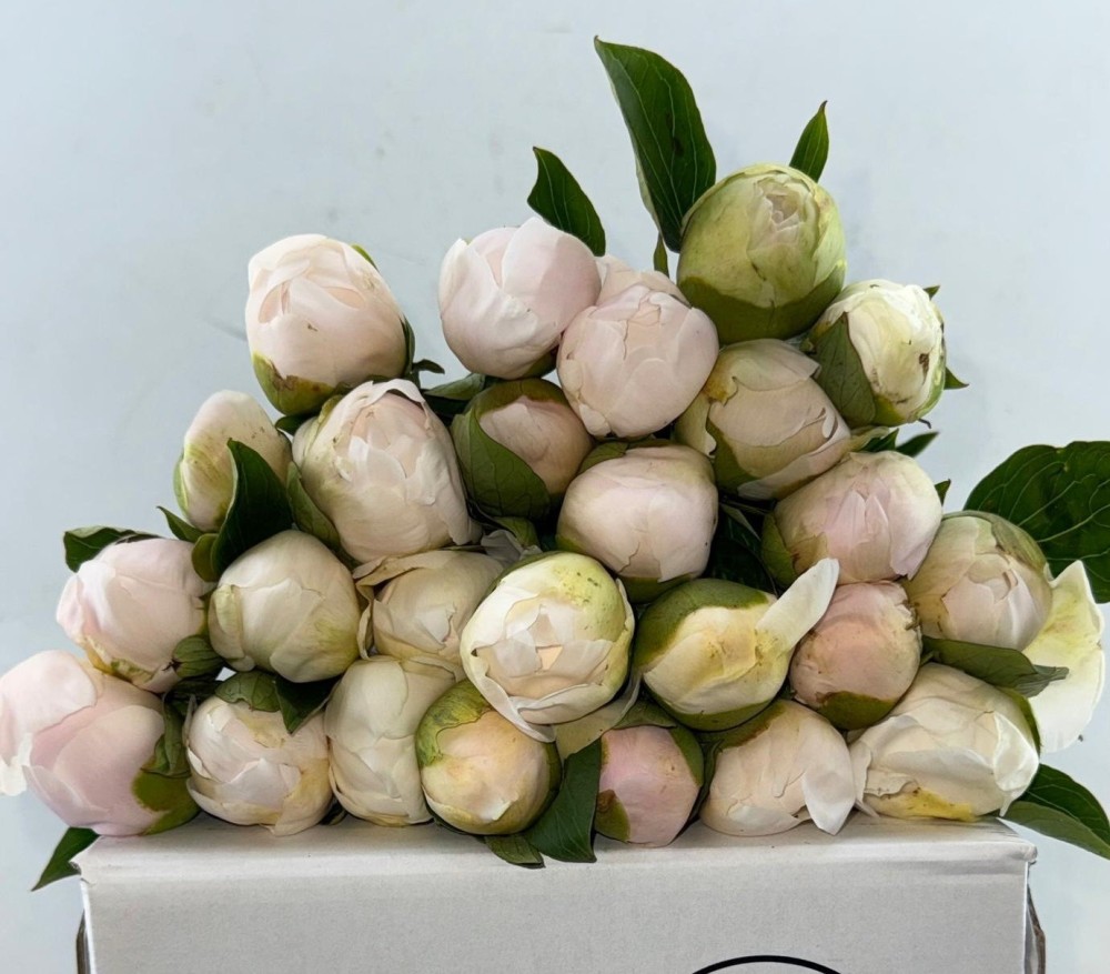 Peonies Charley White white 55 A1 Peonies Charley White 55 A1 My Peony NL buy wholesale on M-Flowers