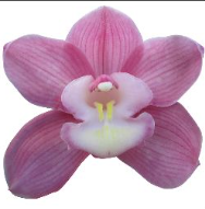 Cymb Marita 80 A1 Decorum NL buy wholesale on M-Flowers