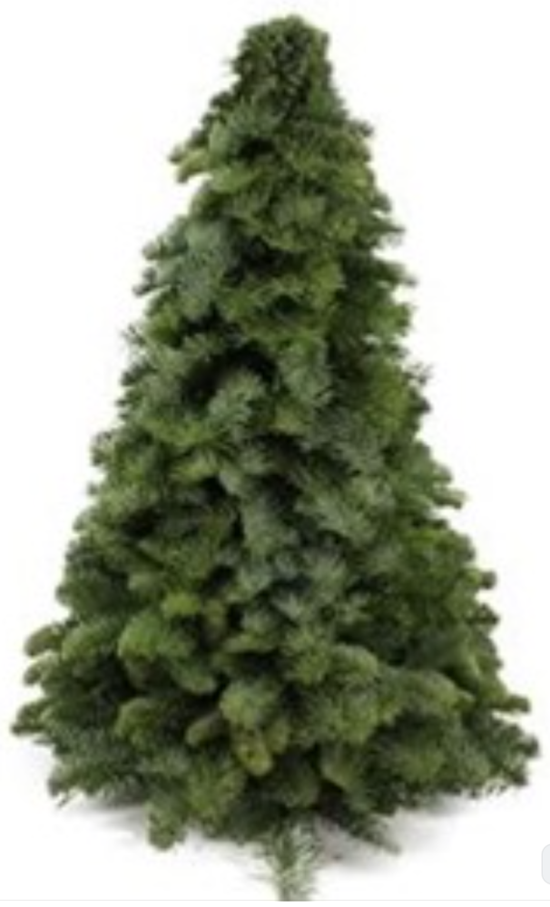 Groen Nobilis trees 50 A1 Best Greens NL buy wholesale on M-Flowers