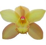 Cymb GOLD 80 A1 Decorum NL buy wholesale on M-Flowers