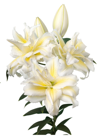 Li Or Du ROSELILY IRVANA 4+ 75 A1 Decorum NL buy wholesale on M-Flowers