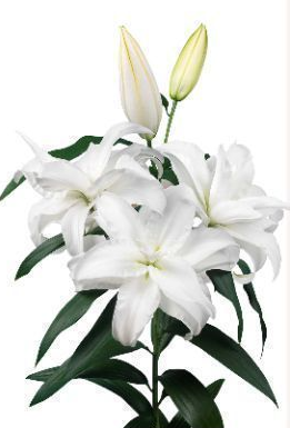 Li Or Du ROSELILY ARETHA 4+ white 90 A1 Decorum Netherlands buy wholesale on M-Flowers