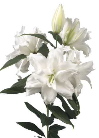 Li Or Du ROSELILY DEJIMA 4+ white 95 A1 Decorum Netherlands buy wholesale on M-Flowers