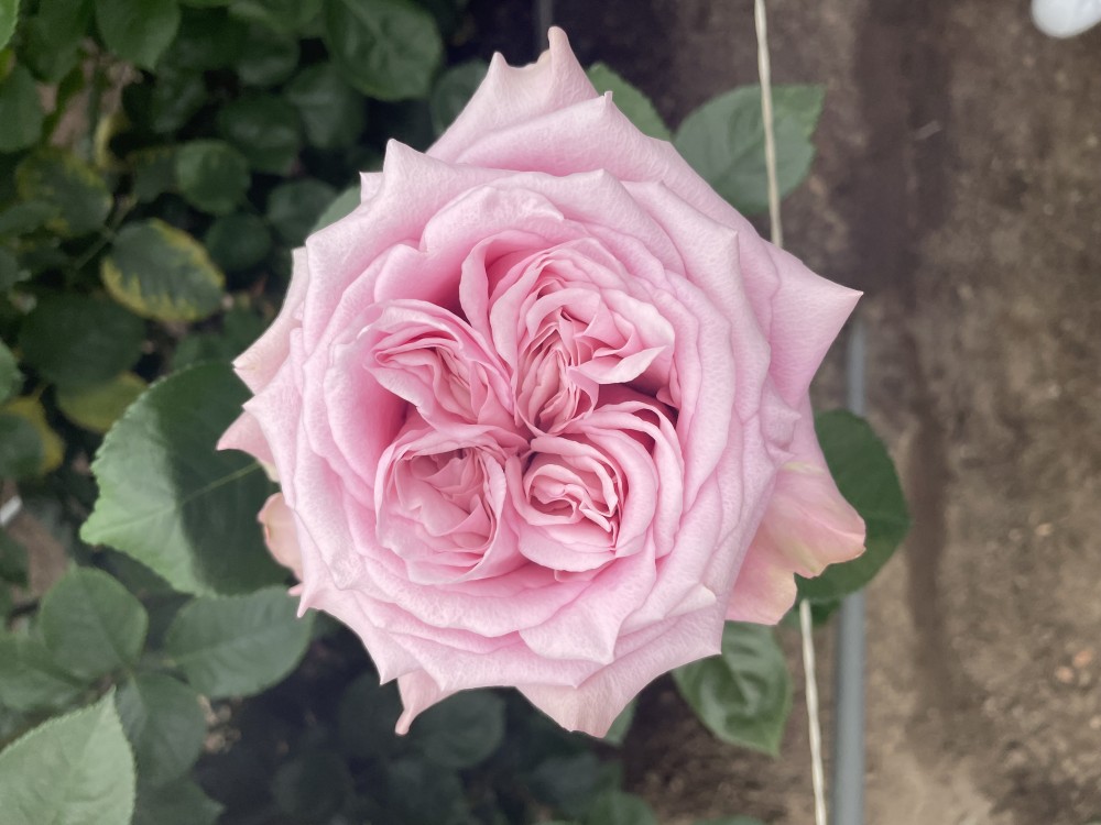 Rose sweet 4love 60 A1 Mir Tsvetov RU buy wholesale on M-Flowers