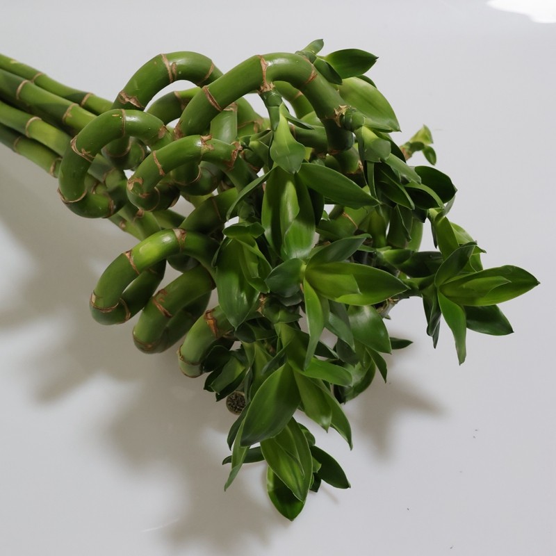 Greens Bambusa 60 A1 QUALIFERUS RU buy wholesale on M-Flowers