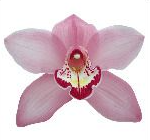 Cymb GEISHA GIRL 60 A1 Decorum NL buy wholesale on M-Flowers