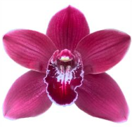 Cymb HADES 60 A1 Decorum NL buy wholesale on M-Flowers