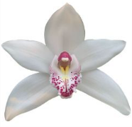 Cymb QUEEN SOPHIE 80 A1 Decorum NL buy wholesale on M-Flowers