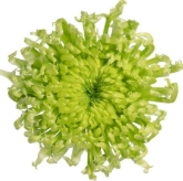 Chr G Antenna 70 A1 Decorum NL buy wholesale on M-Flowers