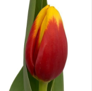 Tulip PA ALOHA multicolor 36 A1 Decorum Netherlands buy wholesale on M-Flowers